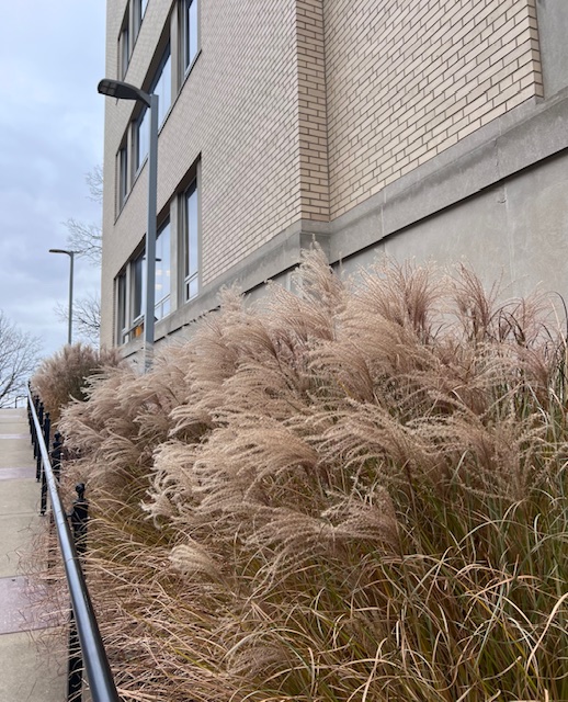 photo of beige grasses next to a beige brick building 